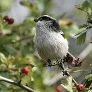 Long-tailed Tit