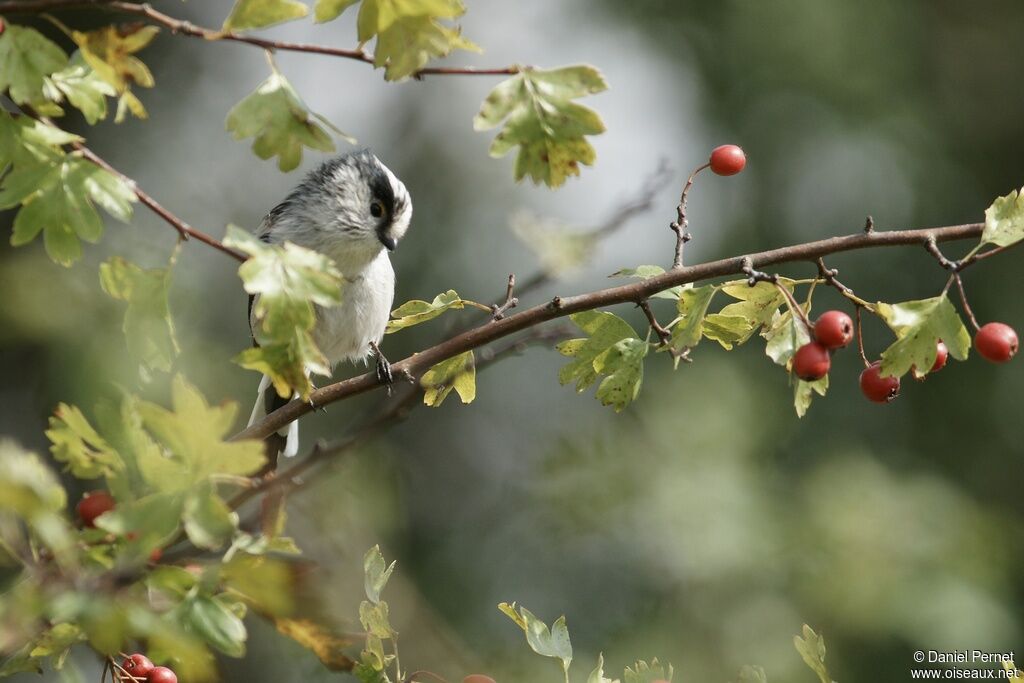 Long-tailed Titadult, identification