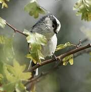 Long-tailed Tit