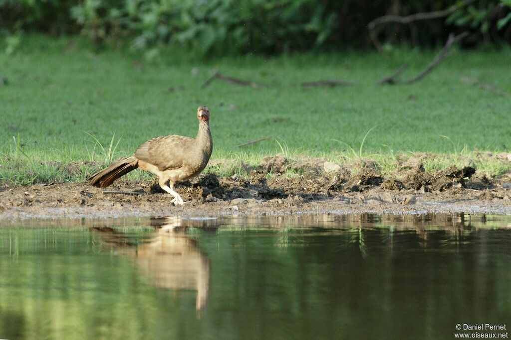 Chaco Chachalacaadult