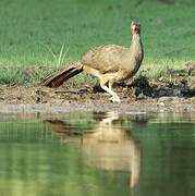 Chaco Chachalaca