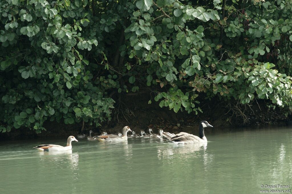 Egyptian Goose , Behaviour
