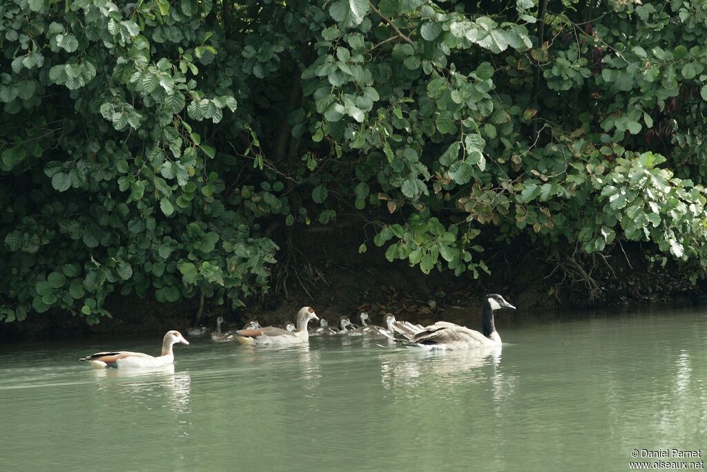 Egyptian Goose , Behaviour