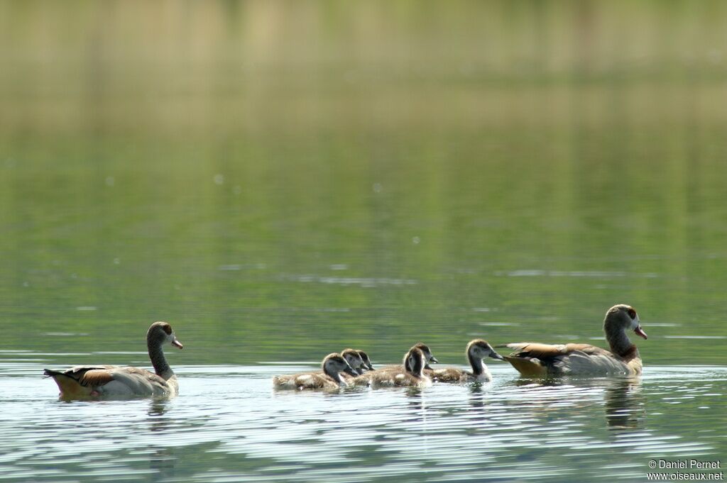 Egyptian Goose, Reproduction-nesting