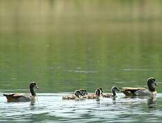 Egyptian Goose