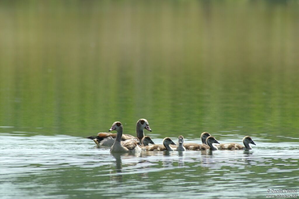 Egyptian Goose, Reproduction-nesting