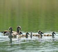 Egyptian Goose