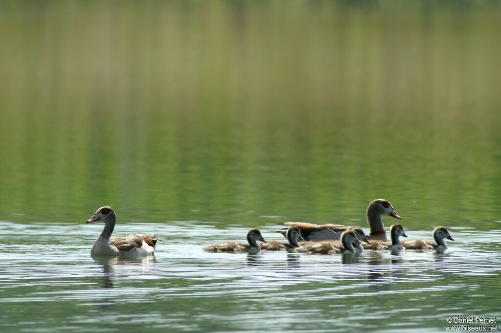 Egyptian Goose, Reproduction-nesting