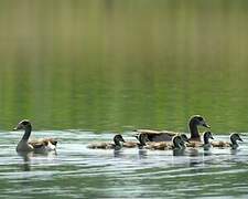 Egyptian Goose