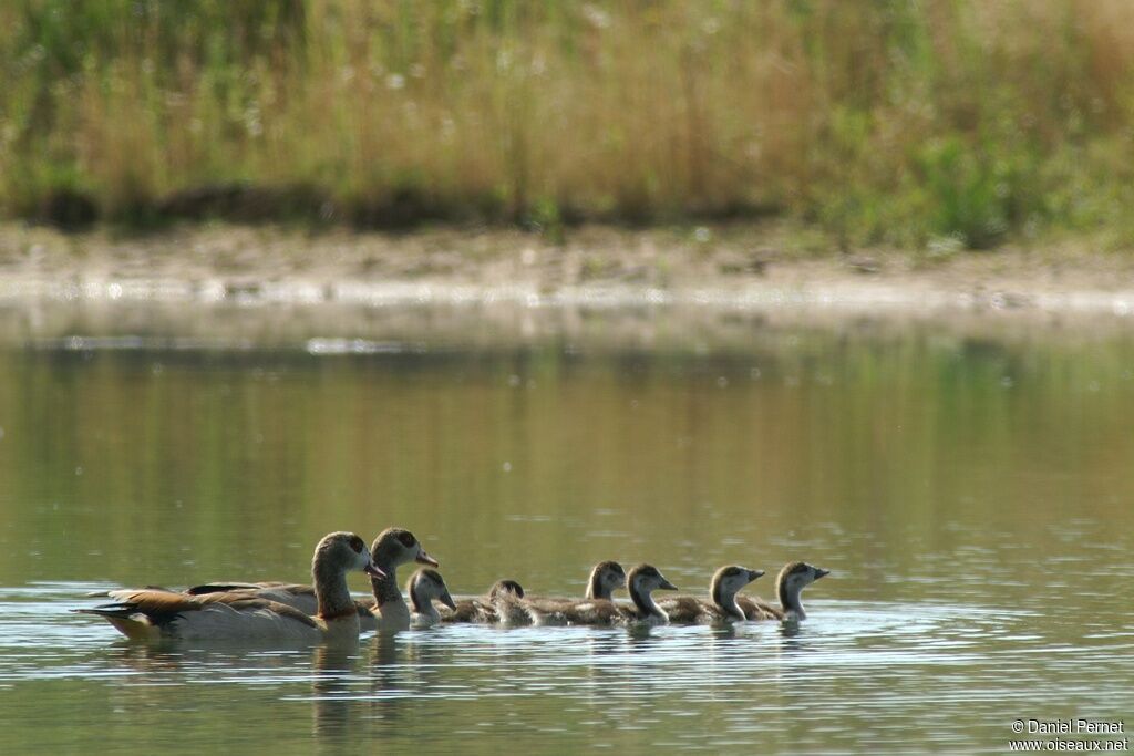 Egyptian Goose, Reproduction-nesting