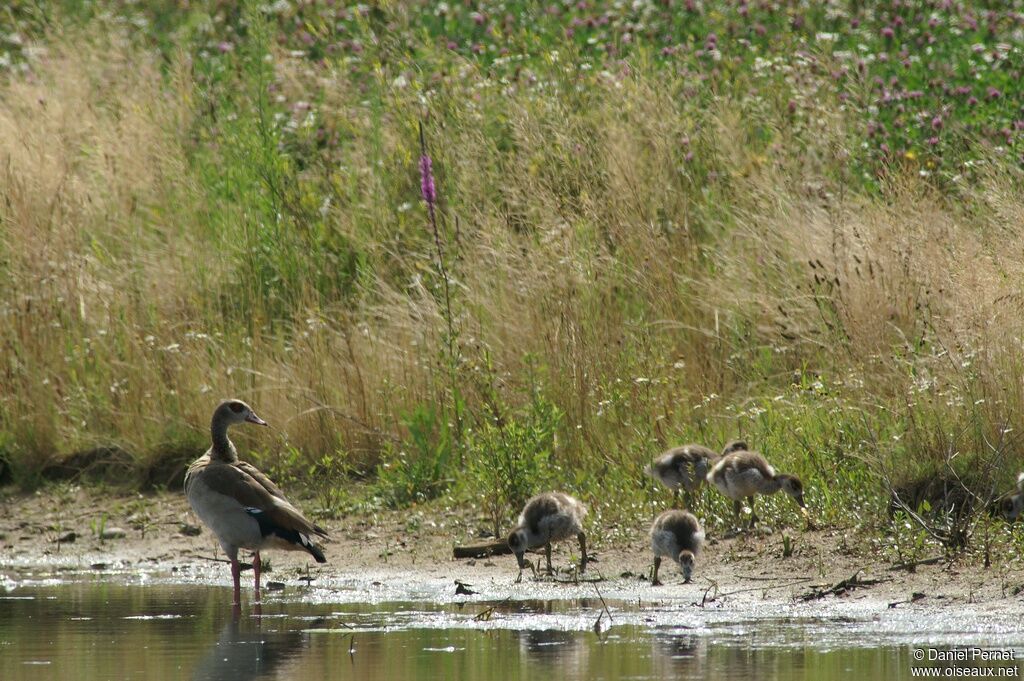 Egyptian Goose female, Behaviour