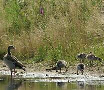 Egyptian Goose