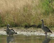 Egyptian Goose