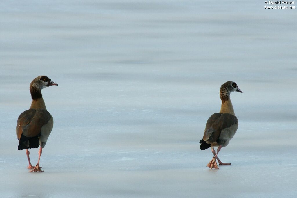 Egyptian Gooseadult, identification, Behaviour