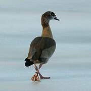 Egyptian Goose