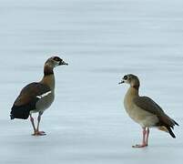 Egyptian Goose