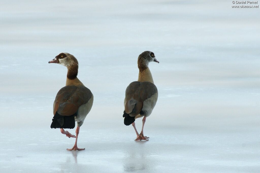 Egyptian Gooseadult, identification, Behaviour