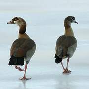 Egyptian Goose