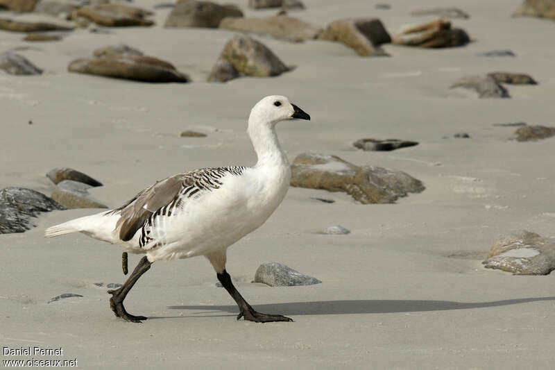 Upland Goose male adult, identification, walking