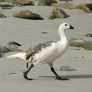 Upland Goose