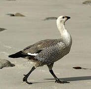 Upland Goose