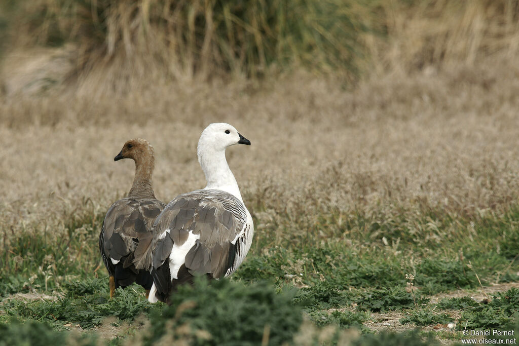 Upland Gooseadult, walking