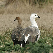 Upland Goose