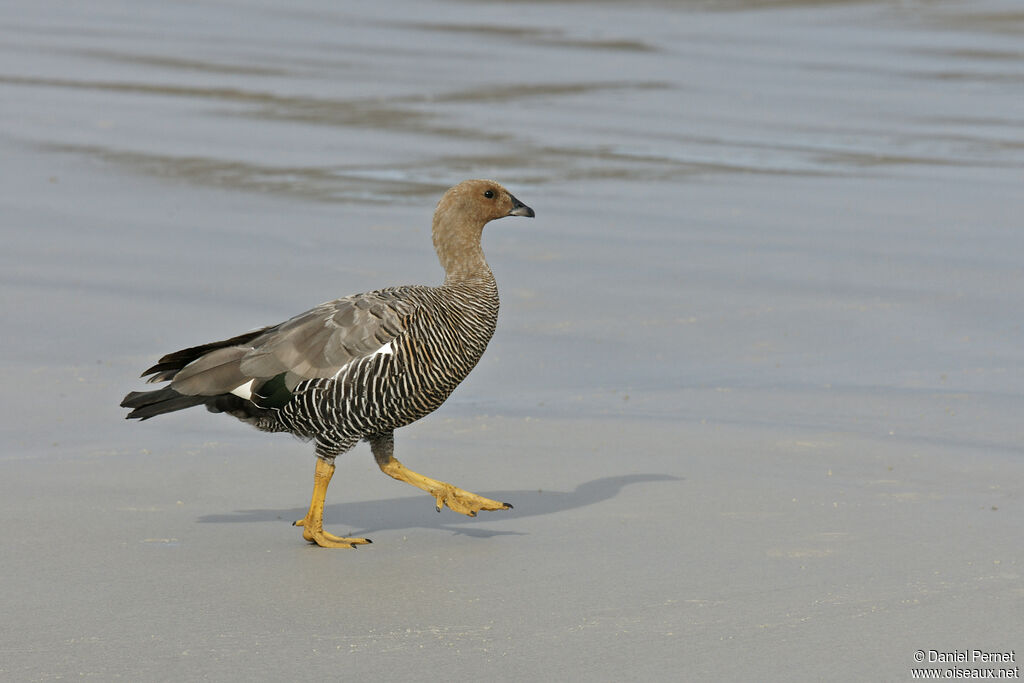 Upland Gooseadult, walking