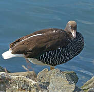 Kelp Goose