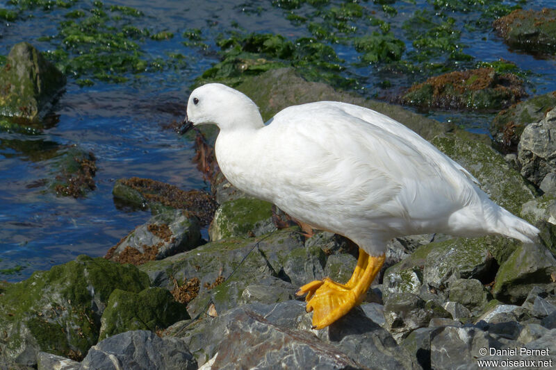 Kelp Goose male adult, walking