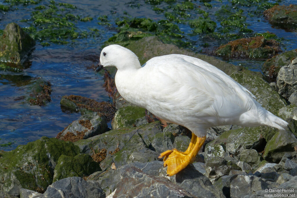 Ouette marine mâle adulte, marche