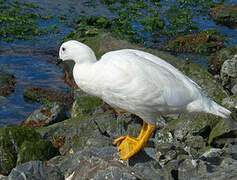 Kelp Goose