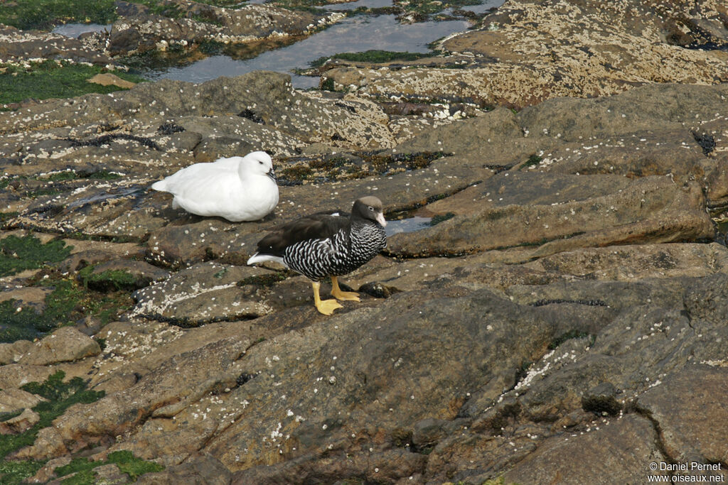 Kelp Gooseadult