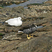 Kelp Goose