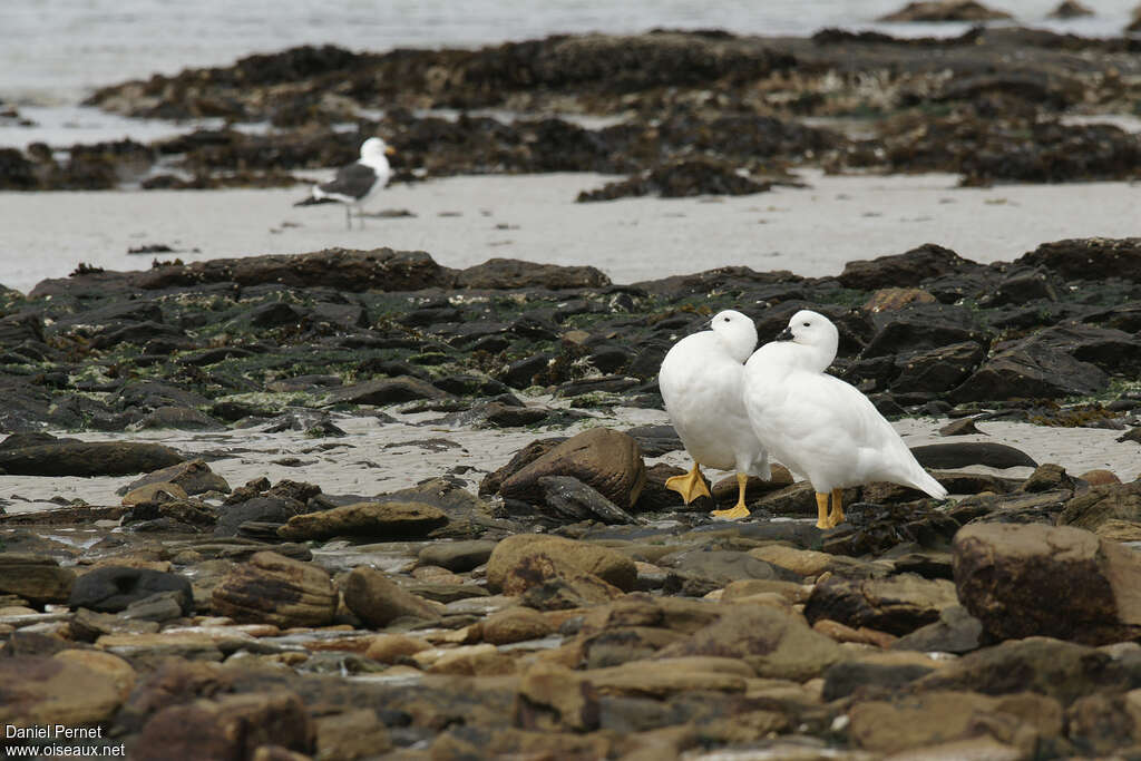 Ouette marine mâle adulte, habitat, pigmentation, parade