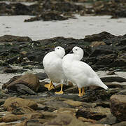 Kelp Goose