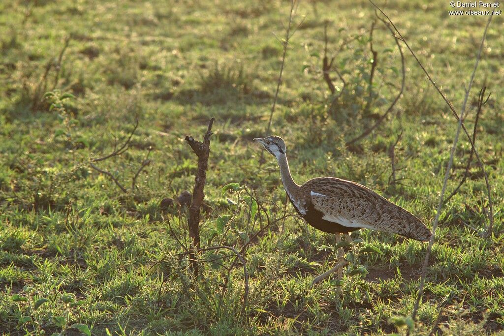 Black-bellied Bustard male adult, identification