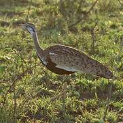 Black-bellied Bustard