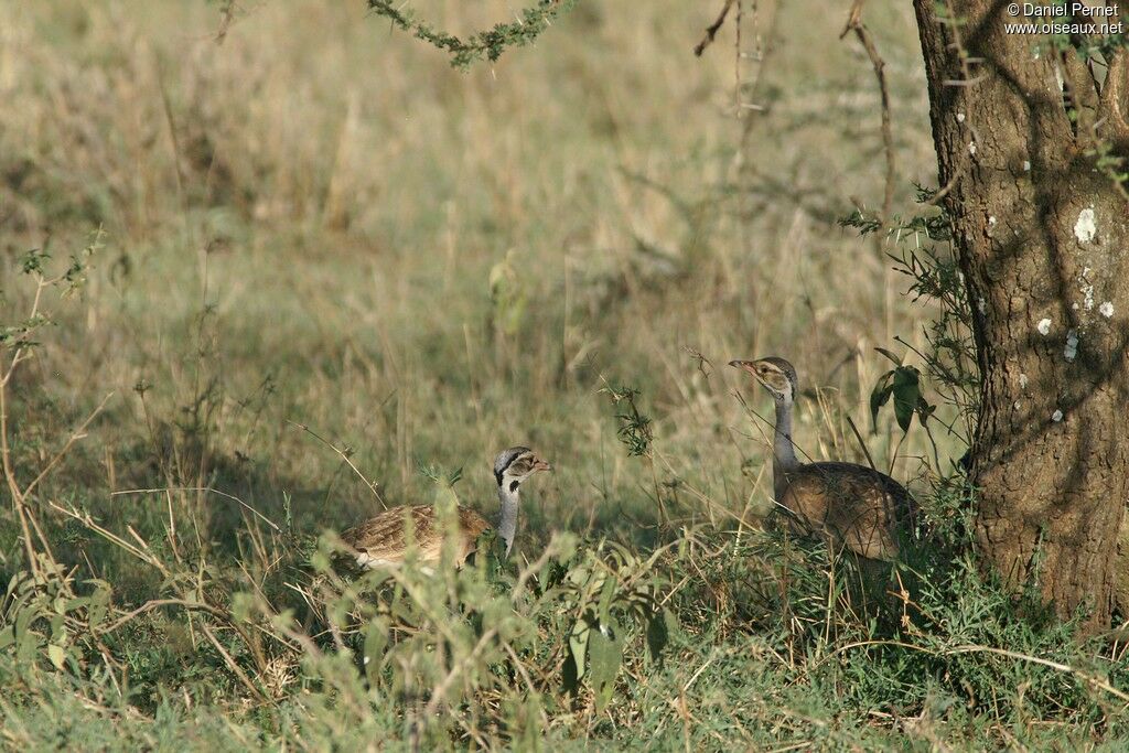 Outarde du Sénégal adulte, identification