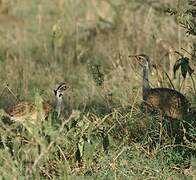 White-bellied Bustard