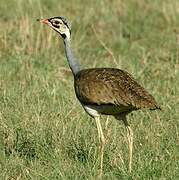 White-bellied Bustard