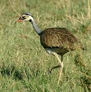 White-bellied Bustard