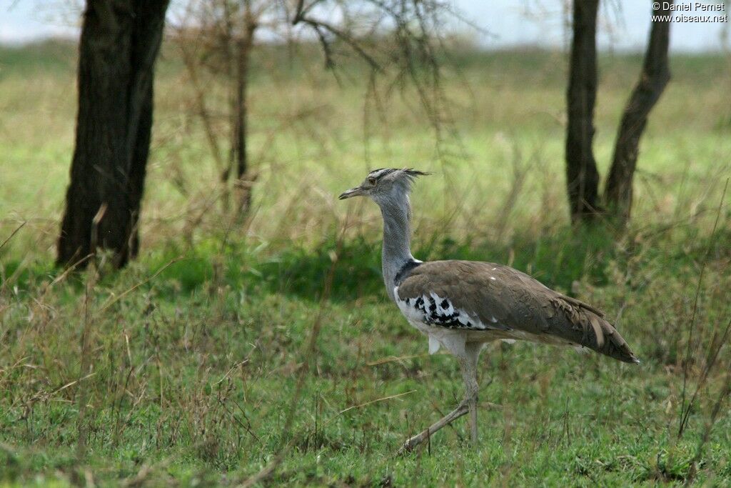 Kori Bustard male adult, identification