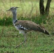 Kori Bustard