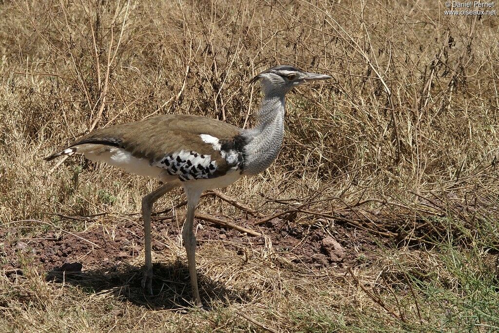 Outarde kori mâle adulte, identification