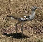 Kori Bustard