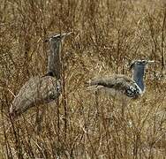 Kori Bustard