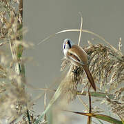 Bearded Reedling