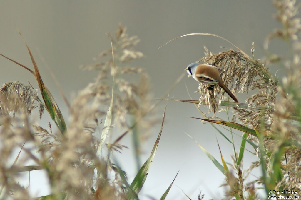 Bearded Reedling male adult, identification