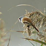 Bearded Reedling